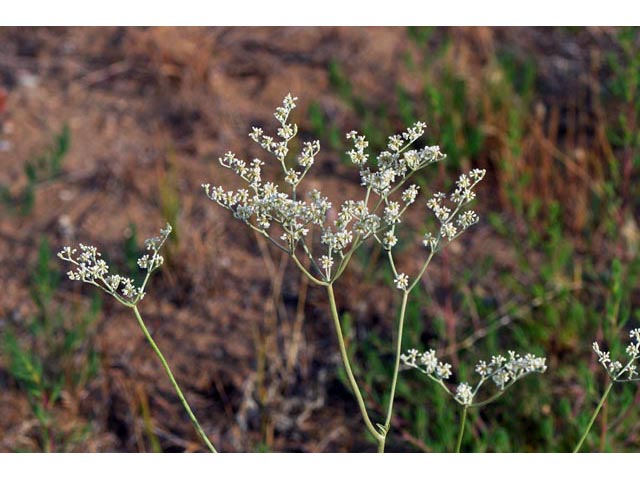 Eriogonum annuum (Annual buckwheat) #50470