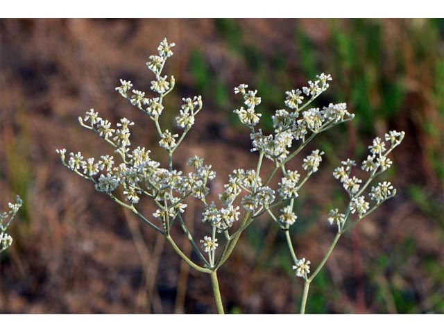 Eriogonum annuum (Annual buckwheat) #50471