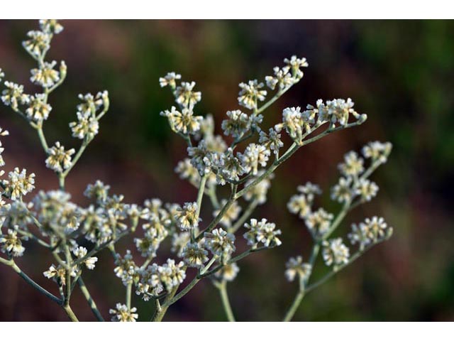 Eriogonum annuum (Annual buckwheat) #50472