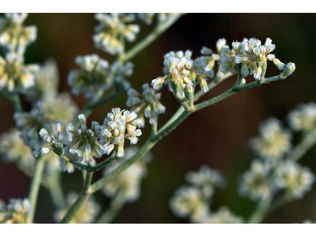 Eriogonum annuum (Annual buckwheat) #50473