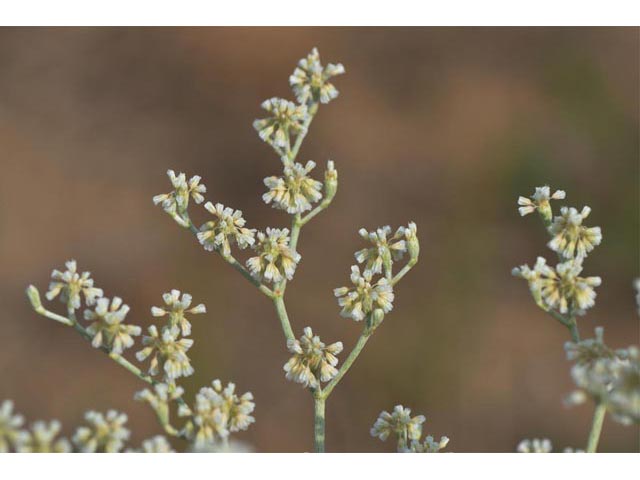Eriogonum annuum (Annual buckwheat) #50474