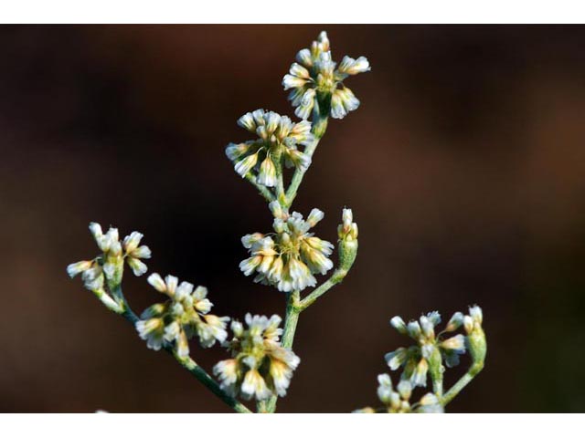 Eriogonum annuum (Annual buckwheat) #50475