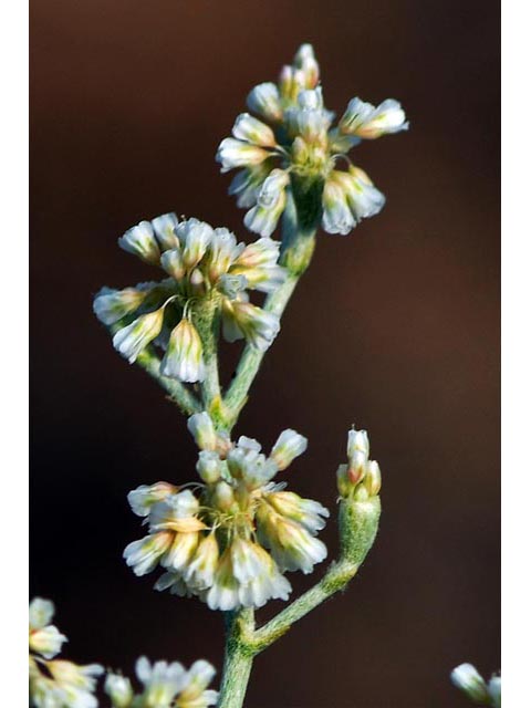 Eriogonum annuum (Annual buckwheat) #50476