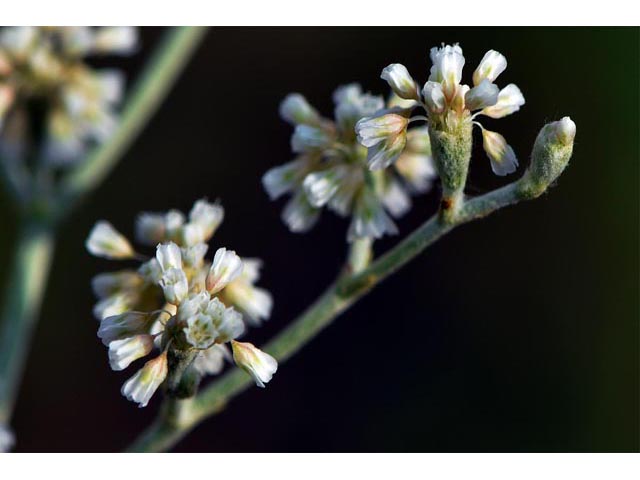 Eriogonum annuum (Annual buckwheat) #50477