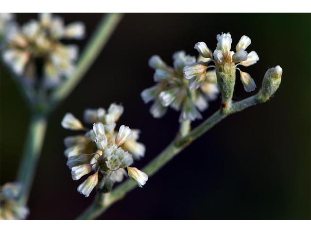 Eriogonum annuum (Annual buckwheat) #50478