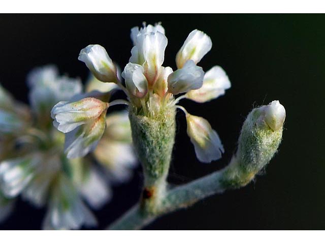 Eriogonum annuum (Annual buckwheat) #50479