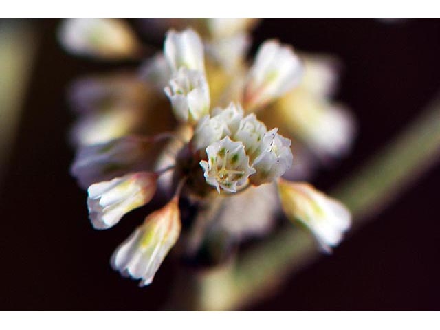 Eriogonum annuum (Annual buckwheat) #50481