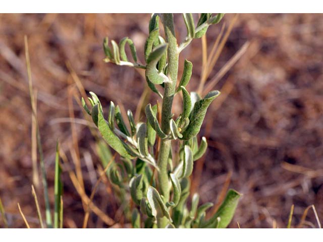 Eriogonum annuum (Annual buckwheat) #50482