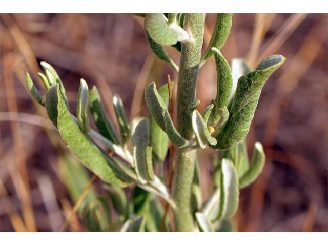 Eriogonum annuum (Annual buckwheat) #50483