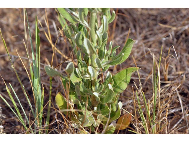 Eriogonum annuum (Annual buckwheat) #50484