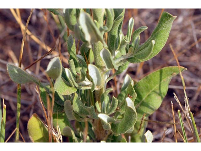 Eriogonum annuum (Annual buckwheat) #50485