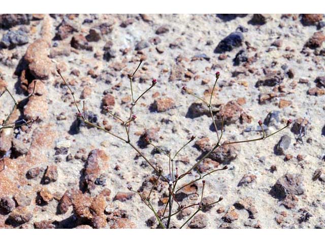 Eriogonum apricum (Ione buckwheat) #50491