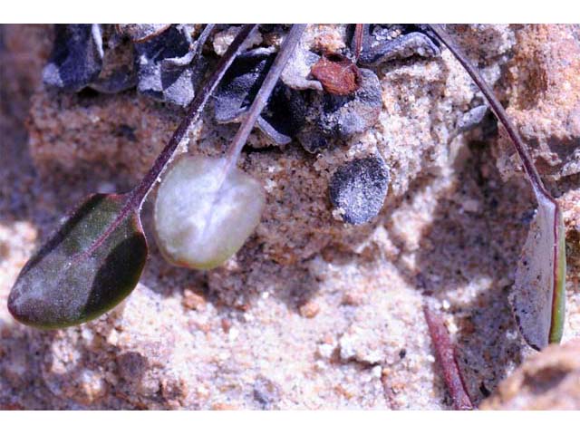 Eriogonum apricum (Ione buckwheat) #50497