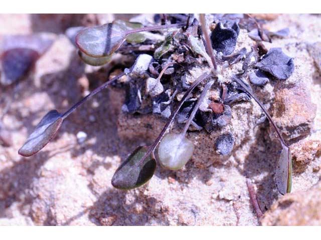 Eriogonum apricum (Ione buckwheat) #50499