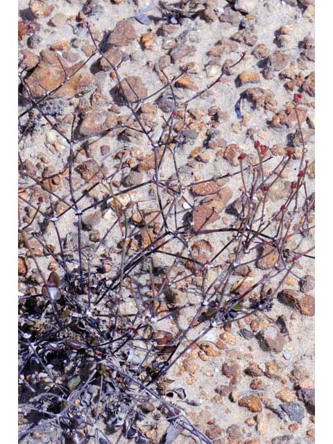 Eriogonum apricum var. apricum (Ione buckwheat) #50503