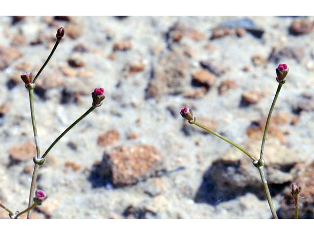 Eriogonum apricum var. apricum (Ione buckwheat) #50506
