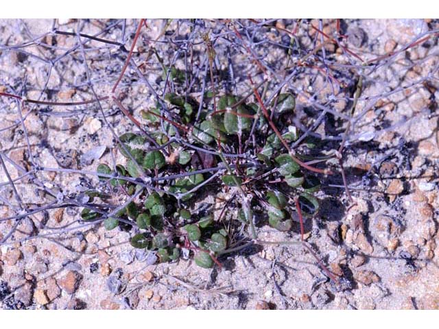 Eriogonum apricum var. apricum (Ione buckwheat) #50509