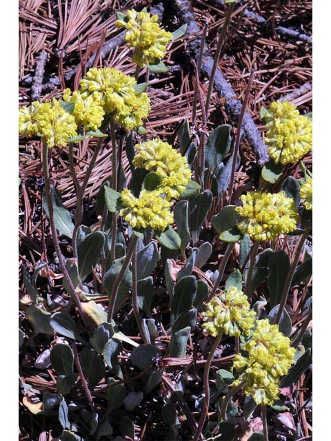 Eriogonum jamesii var. flavescens (Baker's buckwheat) #50517