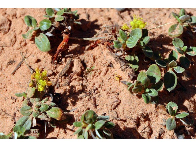Eriogonum jamesii var. rupicola (Slickrock buckwheat) #50531