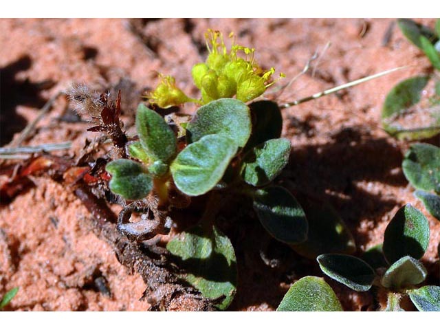 Eriogonum jamesii var. rupicola (Slickrock buckwheat) #50532