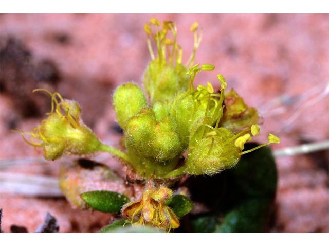 Eriogonum jamesii var. rupicola (Slickrock buckwheat) #50534