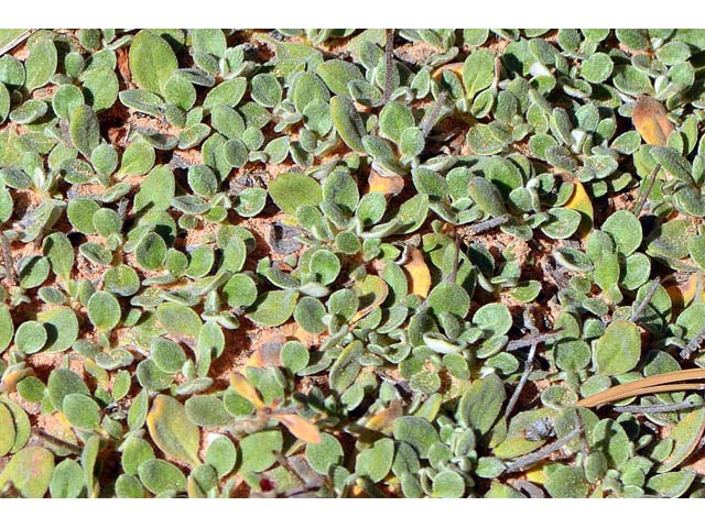 Eriogonum jamesii var. rupicola (Slickrock buckwheat) #50539