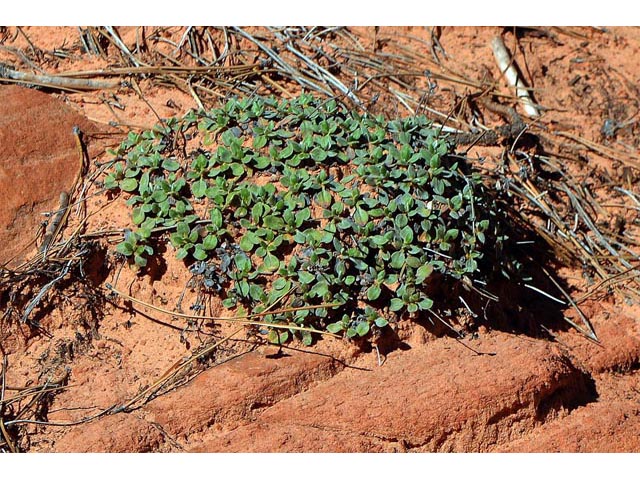 Eriogonum jamesii var. rupicola (Slickrock buckwheat) #50556