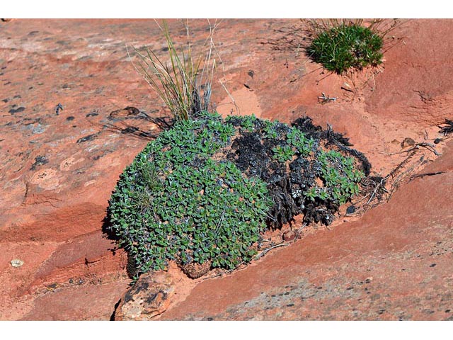 Eriogonum jamesii var. rupicola (Slickrock buckwheat) #50557