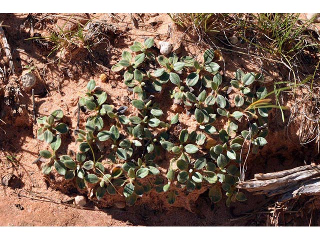 Eriogonum jamesii var. rupicola (Slickrock buckwheat) #50559