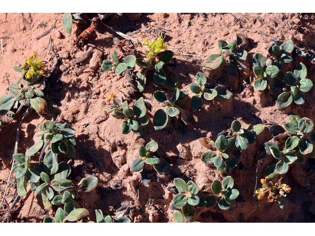 Eriogonum jamesii var. rupicola (Slickrock buckwheat) #50560