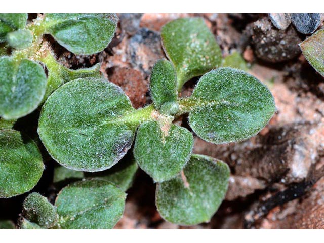Eriogonum jamesii var. rupicola (Slickrock buckwheat) #50564