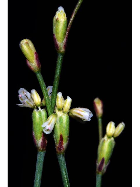 Eriogonum baileyi (Bailey's buckwheat) #50576