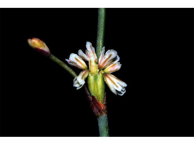 Eriogonum baileyi (Bailey's buckwheat) #50585
