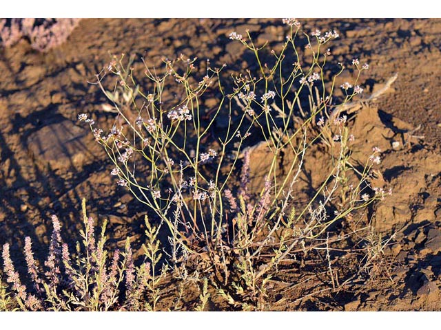 Eriogonum batemanii (Bateman's buckwheat) #50607