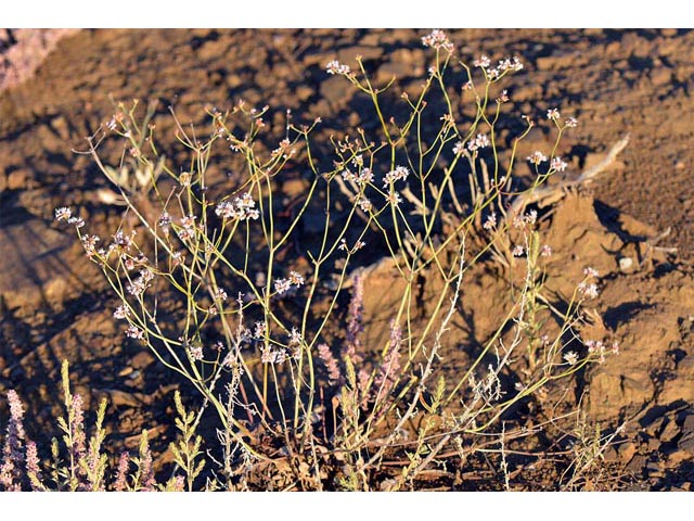 Eriogonum batemanii (Bateman's buckwheat) #50608