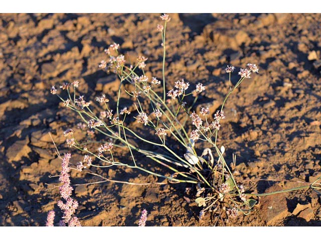 Eriogonum batemanii (Bateman's buckwheat) #50609