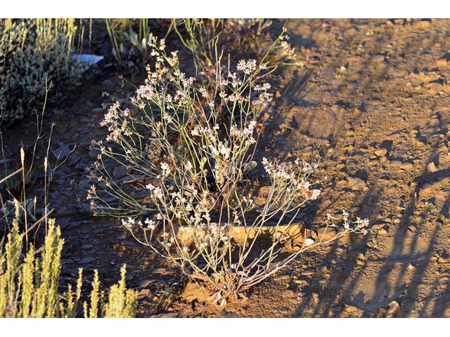 Eriogonum batemanii (Bateman's buckwheat) #50611