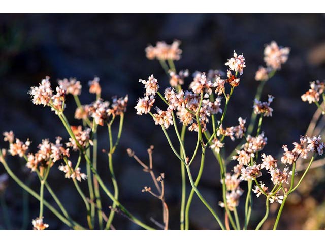 Eriogonum batemanii (Bateman's buckwheat) #50613