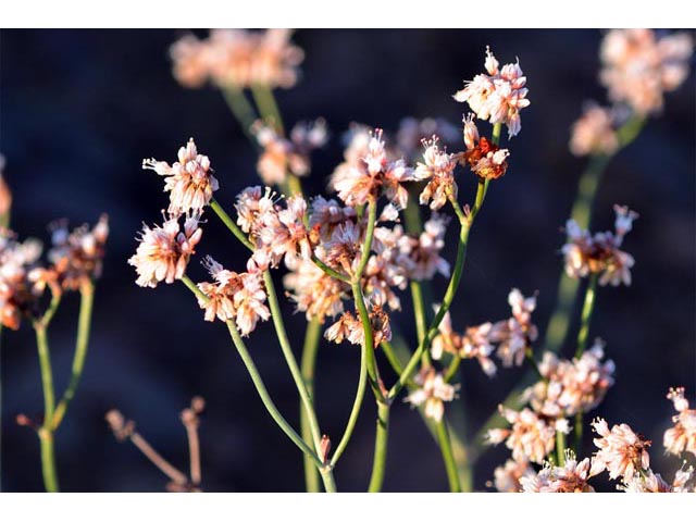 Eriogonum batemanii (Bateman's buckwheat) #50614