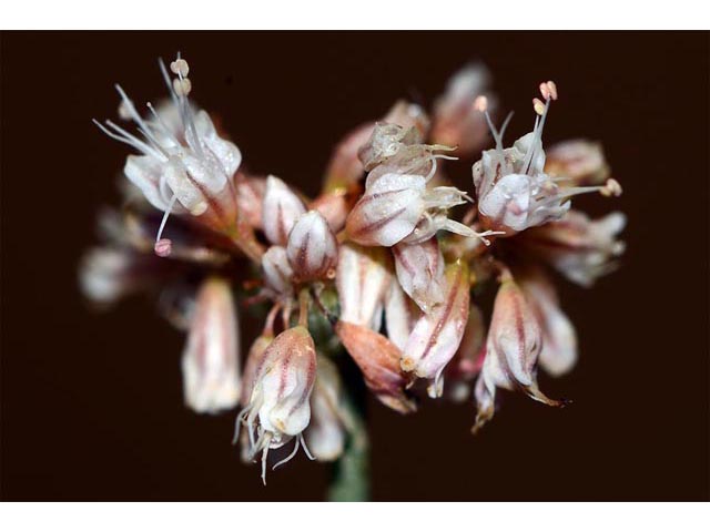 Eriogonum batemanii (Bateman's buckwheat) #50615