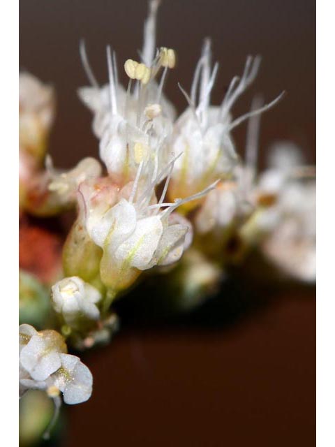 Eriogonum batemanii (Bateman's buckwheat) #50616