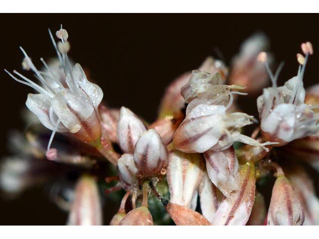 Eriogonum batemanii (Bateman's buckwheat) #50617