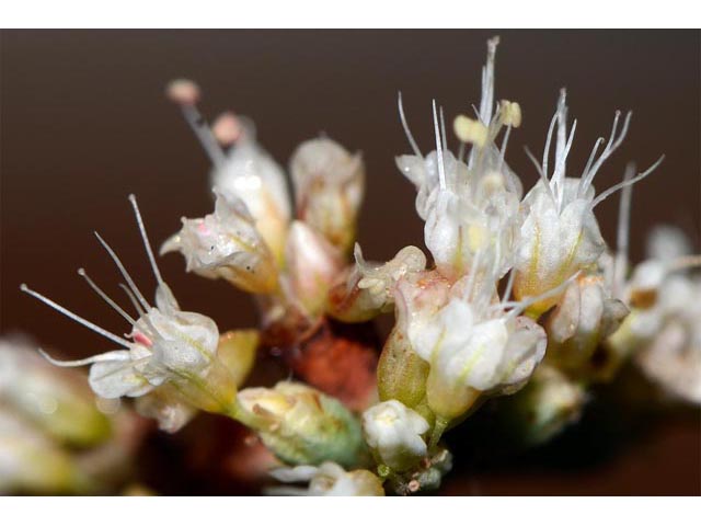 Eriogonum batemanii (Bateman's buckwheat) #50618