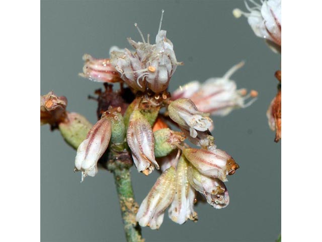 Eriogonum batemanii (Bateman's buckwheat) #50619
