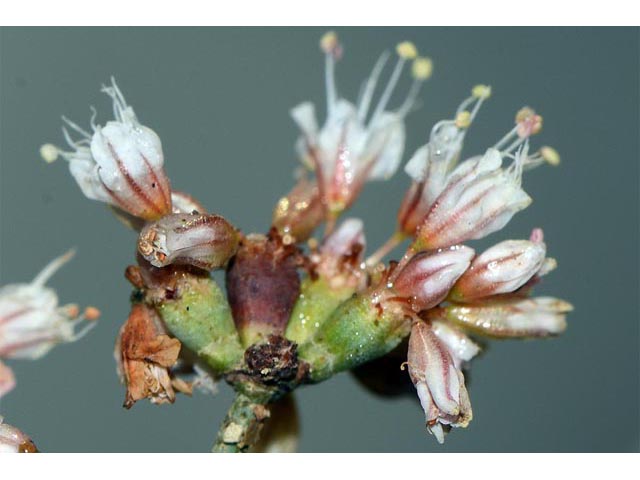 Eriogonum batemanii (Bateman's buckwheat) #50620
