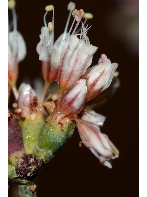 Eriogonum batemanii (Bateman's buckwheat) #50621