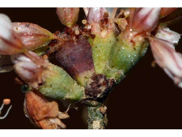 Eriogonum batemanii (Bateman's buckwheat) #50622