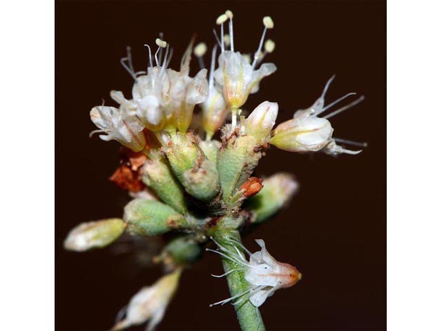 Eriogonum batemanii (Bateman's buckwheat) #50623