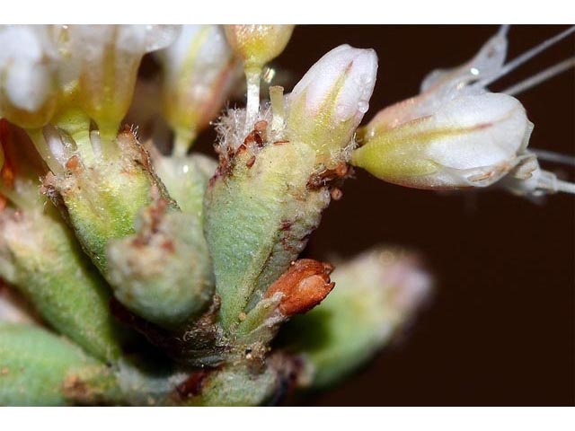Eriogonum batemanii (Bateman's buckwheat) #50624