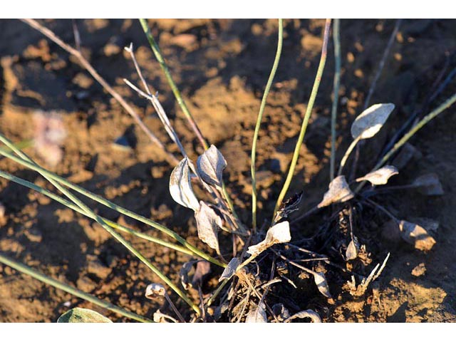 Eriogonum batemanii (Bateman's buckwheat) #50625